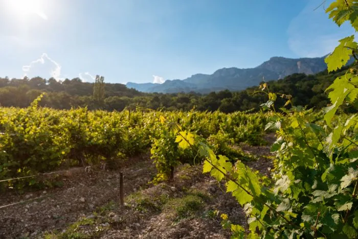 uva malbec parreal